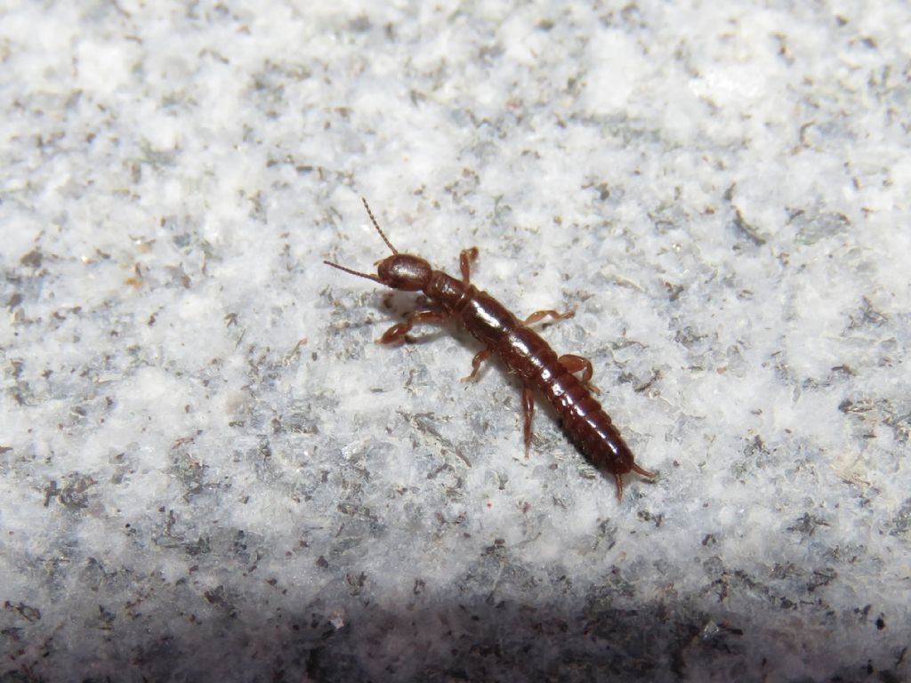 Embioptera ID